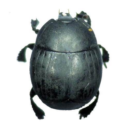 Réf. 182 141 : Hister unicolor