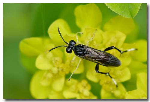 Réf. 182 456 : Macrophya montana