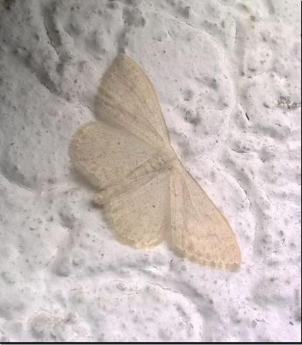 Réf. 182 860 : Scopula floslactata