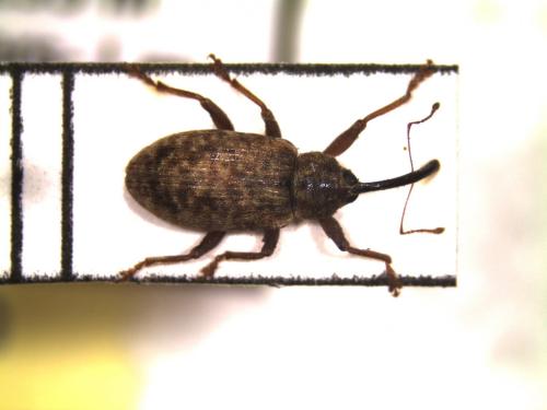 Réf. 182 594 : Dorytomus longimanus