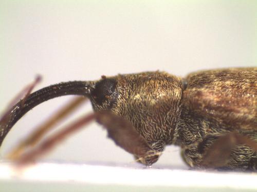 Réf. 182 595 : Dorytomus longimanus
