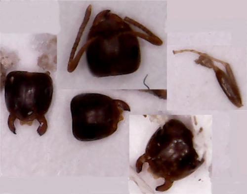 Lasius sp.