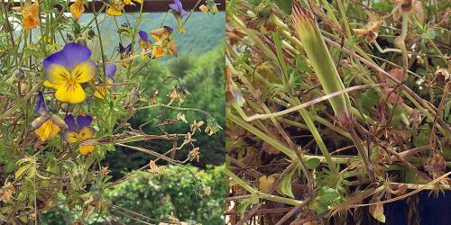 Réf. 182 640 : Empusa pennata