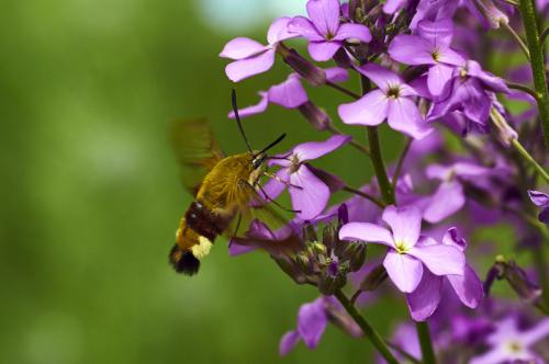 Réf. 182 501 : Hemaris fuciformis