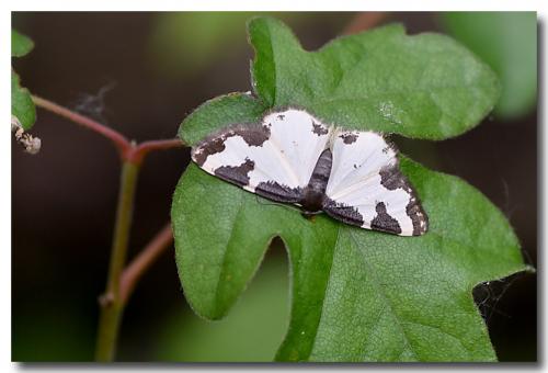 Réf. 182 382 : Lomaspilis marginata