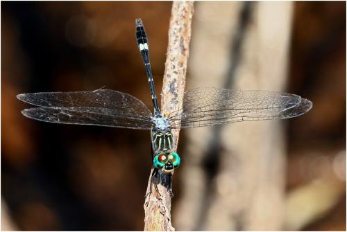 Micrathyria didyma