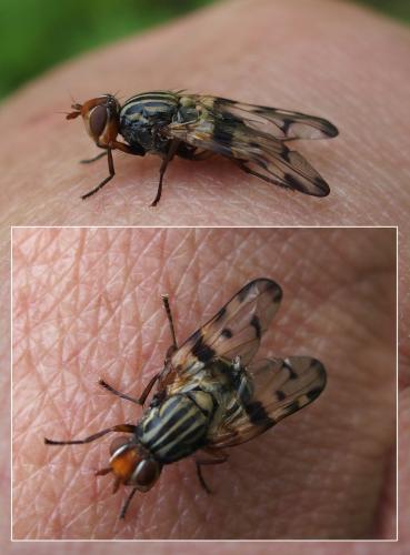 Otites porcus