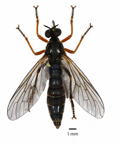 Dioctria rufipes