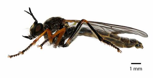 Dioctria rufipes