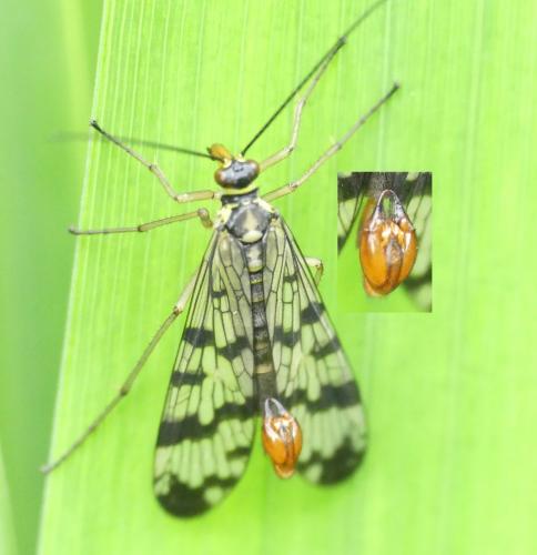 Panorpa vulgaris