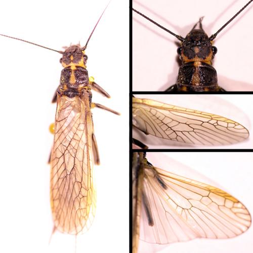 Réf. 182 137 : Perlodes microcephalus