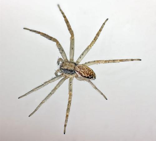 Philodromus dispar