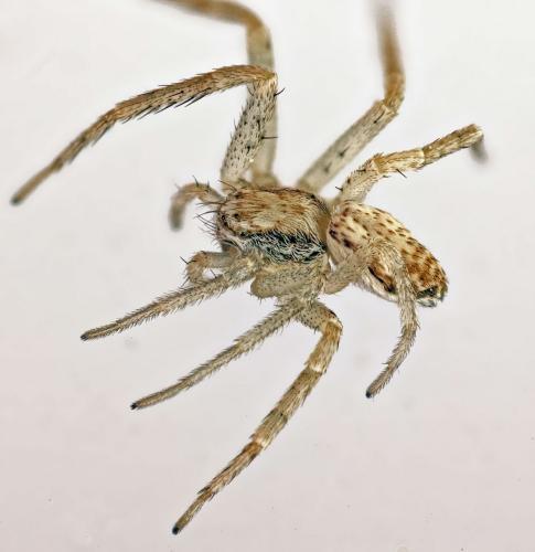 Philodromus dispar