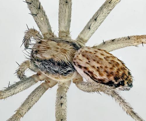 Philodromus dispar