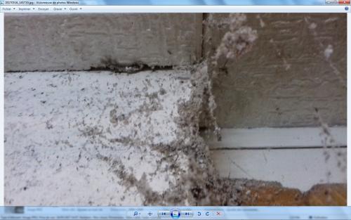 Lasius sp.