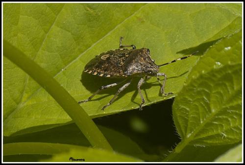 Rhaphigaster nebulosa