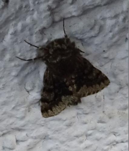 Réf. 182 920 : Apocheima hispidaria