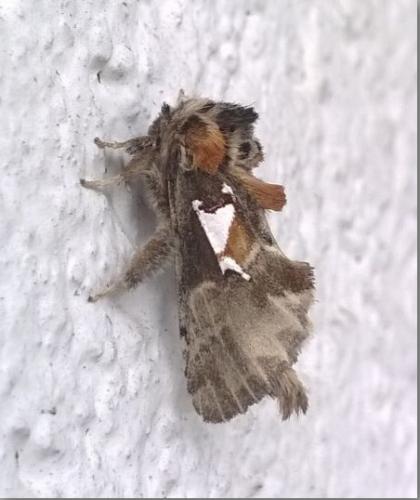 Spatalia argentina