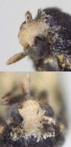 Cochylis nana