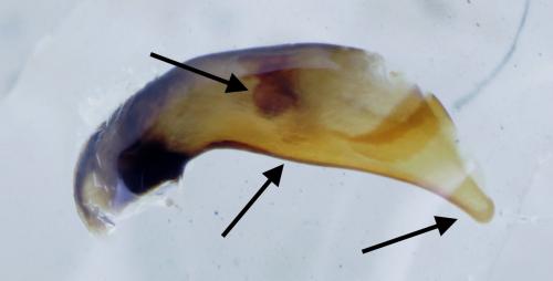 Réf. 182 303 : Bembidion tibiale