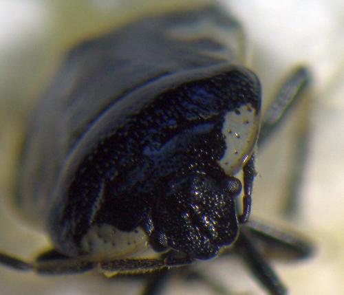 Tritomegas rotundipennis