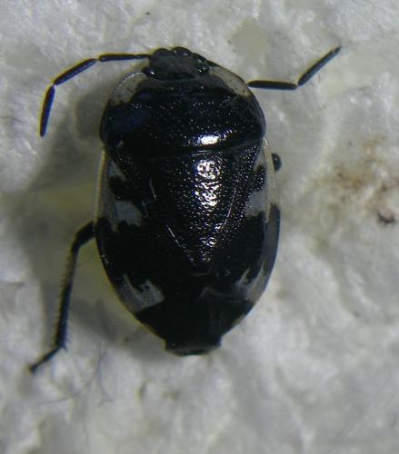 Tritomegas rotundipennis