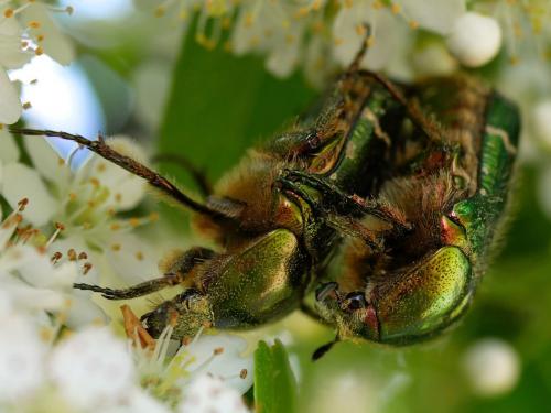 Réf. 182 539 : Cetonia aurata