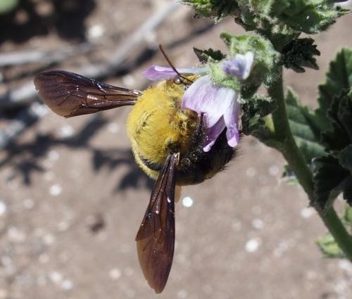 Réf. 182 442 : Xylocopa pubescens