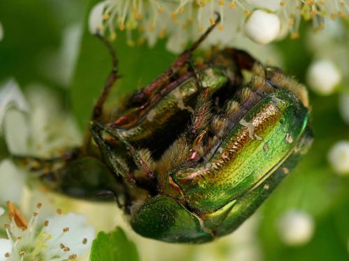 Réf. 182 540 : Cetonia aurata