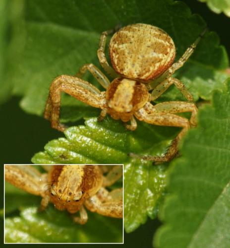 Xysticus sp.