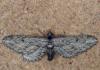 182364 – Photo : Bertrand Debroize – France (20)