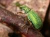 182111 – Photo : Arthropa - Benoit Martha – France (21)