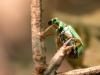182110 – Photo : Arthropa - Benoit Martha – France (21)