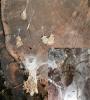 Tegenaria sp.