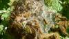 182384 – Photo : Greenlife – France (01)