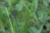 182581 – Photo : Bertrand Piney – France (44)