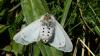 182463 – Photo : Greenlife – France (01)