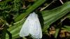 182462 – Photo : Greenlife – France (01)