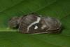 182599 – Photo : Jean Haxaire – Espagne