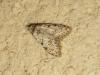 182020 – Photo : The Ghost Nightjar – France (56)