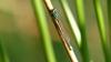 182377 – Photo : Greenlife – France (13)