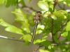182381 – Photo : Jean-Pierre Viallard – France (28)