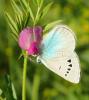 182709 – Photo : Catherine Reymonet-Smitten – France (31)