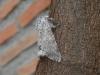 182884 – Photo : Dominique THAUVIN – France (45)