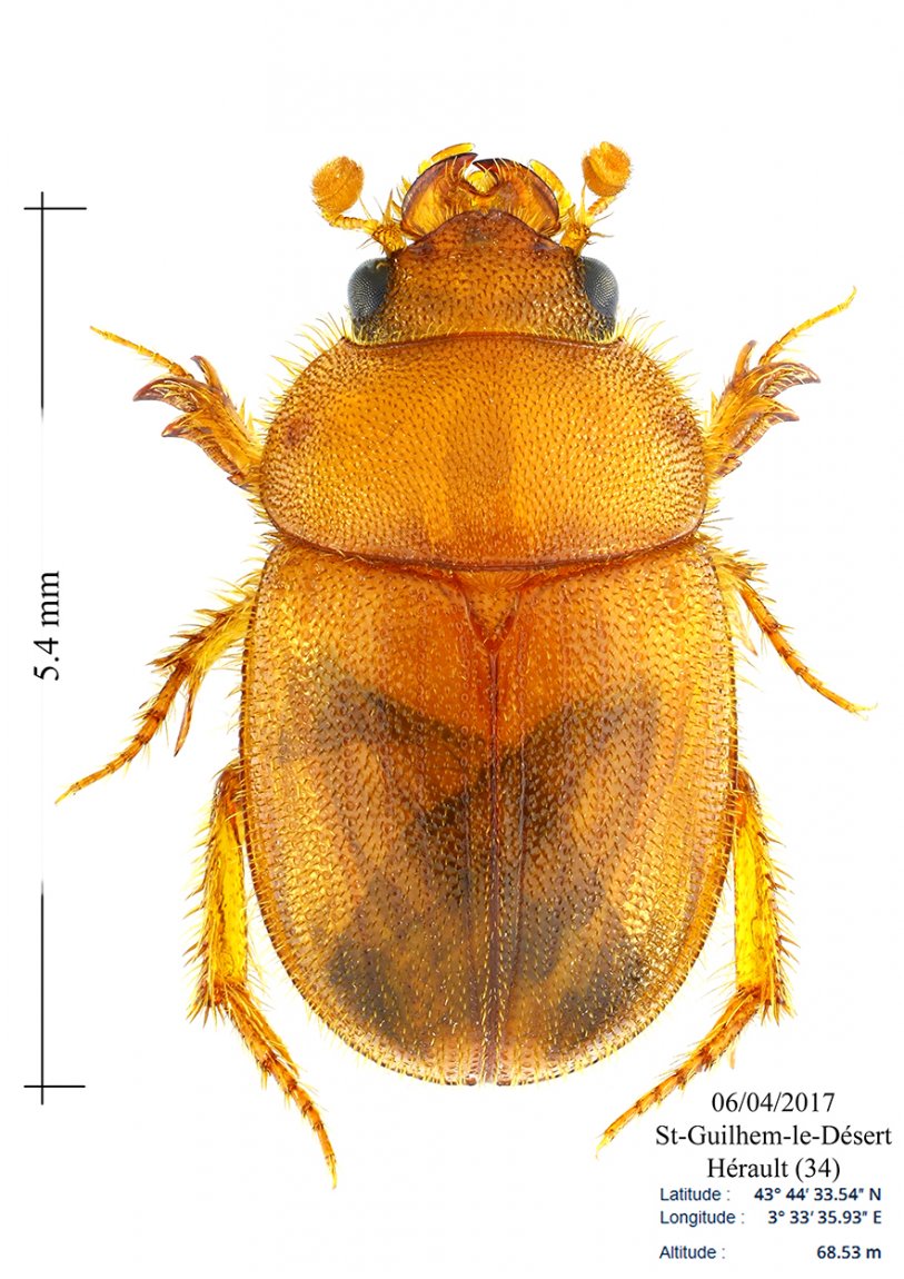 Cédric Alonso - Ochodaeus chrysomeloides - réf. 182213 (813 x 1150 pixels, 173 ko)