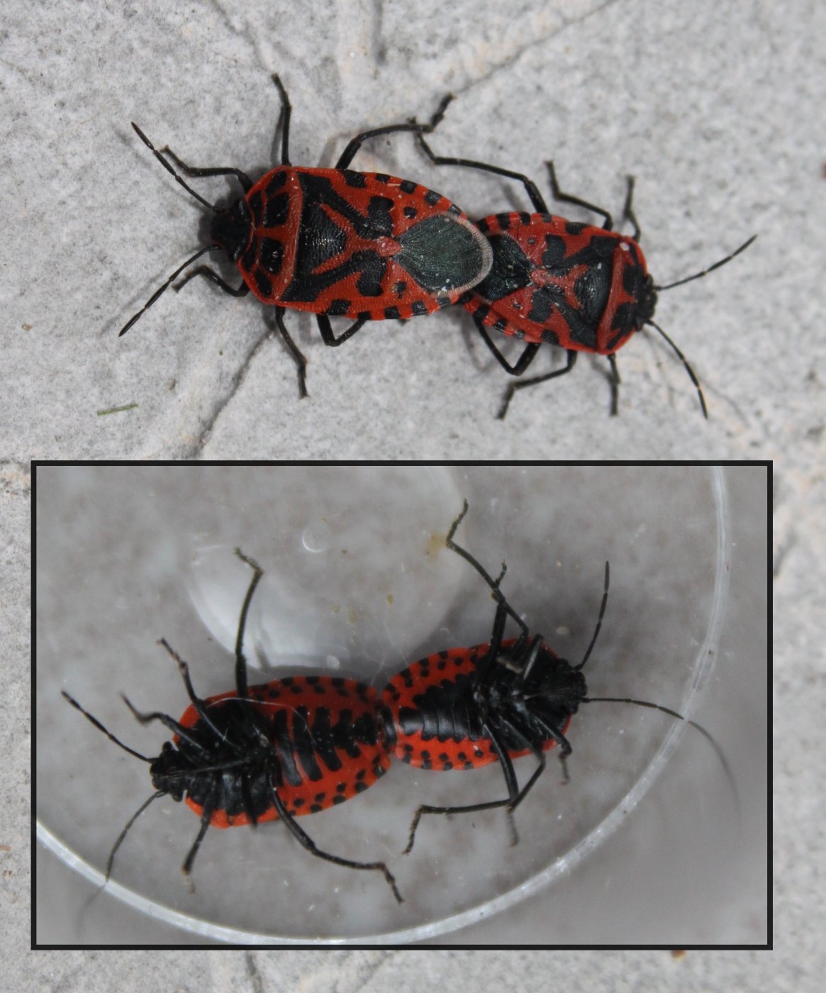 M. Fligny - Eurydema (Rubrodorsalium) ventralis - réf. 182357 (1165 x 1400 pixels, 218 ko)