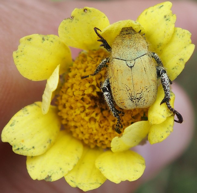 jpjepilou - Hoplia (Hoplia) africana pardoi - réf. 182142 (646 x 632 pixels, 131 ko)