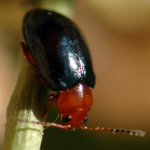 Réf. 183 234 : Podagrica fuscicornis
