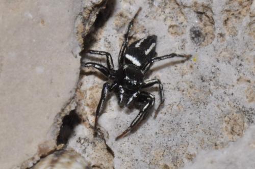 Réf. 183 705 : Heliophanus melinus