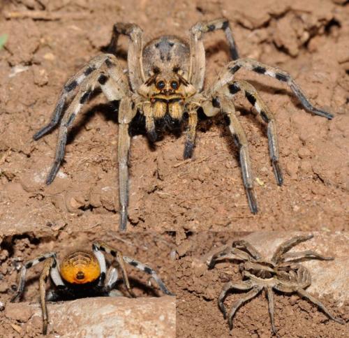 Réf. 183 252 : Lycosa praegrandis